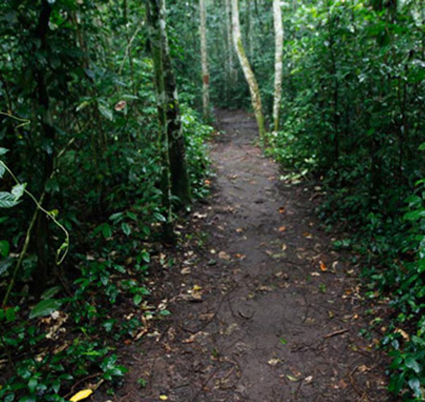 Jungle walk