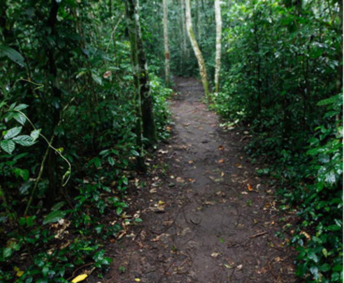 Jungle walk