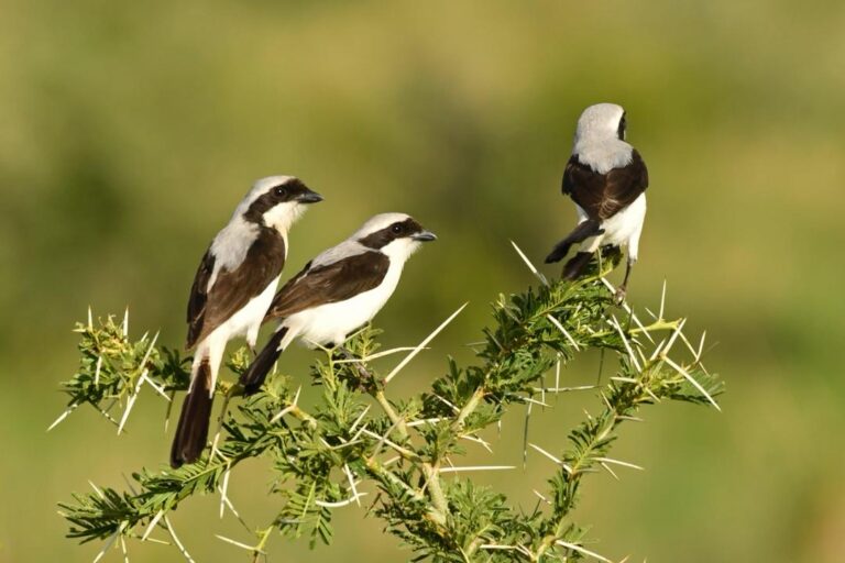 bird5 – Copy